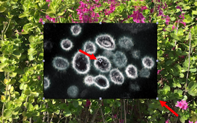 Displaying anchor points and bounding boxes of layers in After Effects